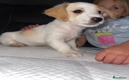 Mixed Breed dogs for sale: 3 male Jackapoo Pups - Image 5