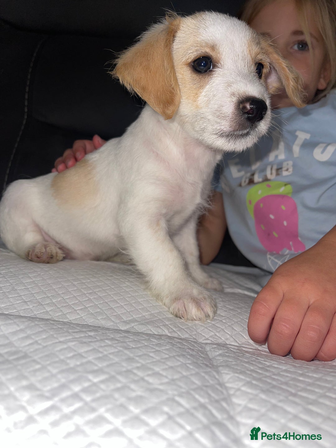 Mixed Breed dogs for sale: 3 male Jackapoo Pups - Image 5