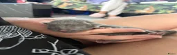 Mixed Breed cats for sale: Gorgeous kittens  in Wrexham - Advert 4