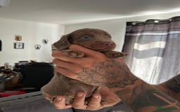 Miniature Dachshund dogs for sale: Beautiful champion miniature dachshunds - Image 11