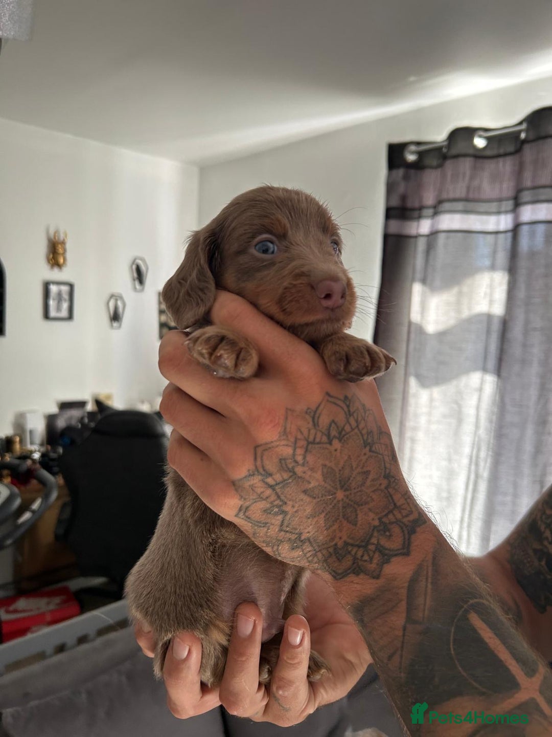 Miniature Dachshund dogs for sale: Beautiful champion miniature dachshunds - Image 11