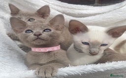 Mixed Breed cats for sale: Oriental X Siamese  - Image 34