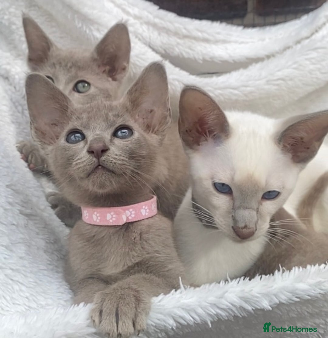 Mixed Breed cats for sale: Oriental X Siamese  - Image 34