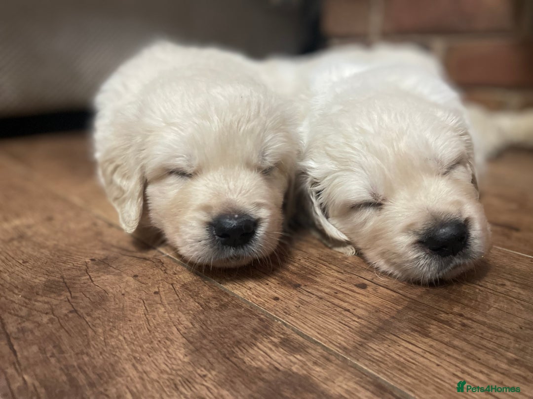 Golden Retriever dogs for sale: KC Reg Cream Boys from health tested parents.  - Advert 4