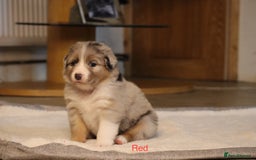 Australian Shepherd dogs for sale: Australian Shepherd Puppies  - Image 13