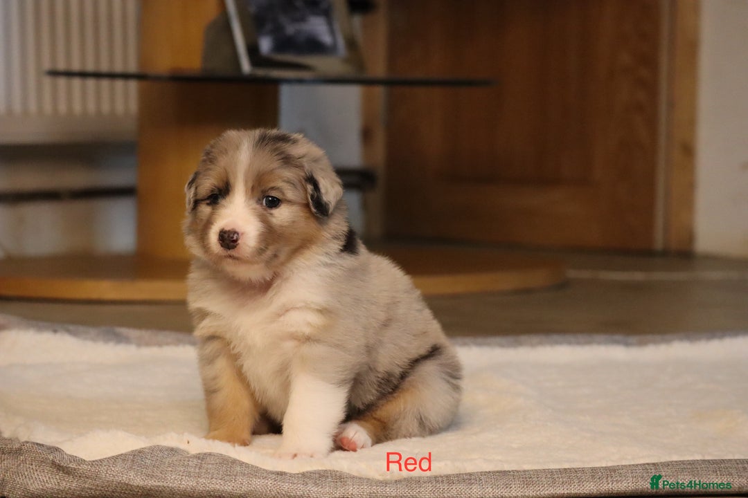 Australian Shepherd dogs for sale: Australian Shepherd Puppies  - Image 13