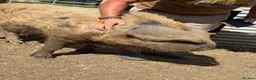 Pig livestock for sale: Oxford sandy and black Sow. - Advert 3