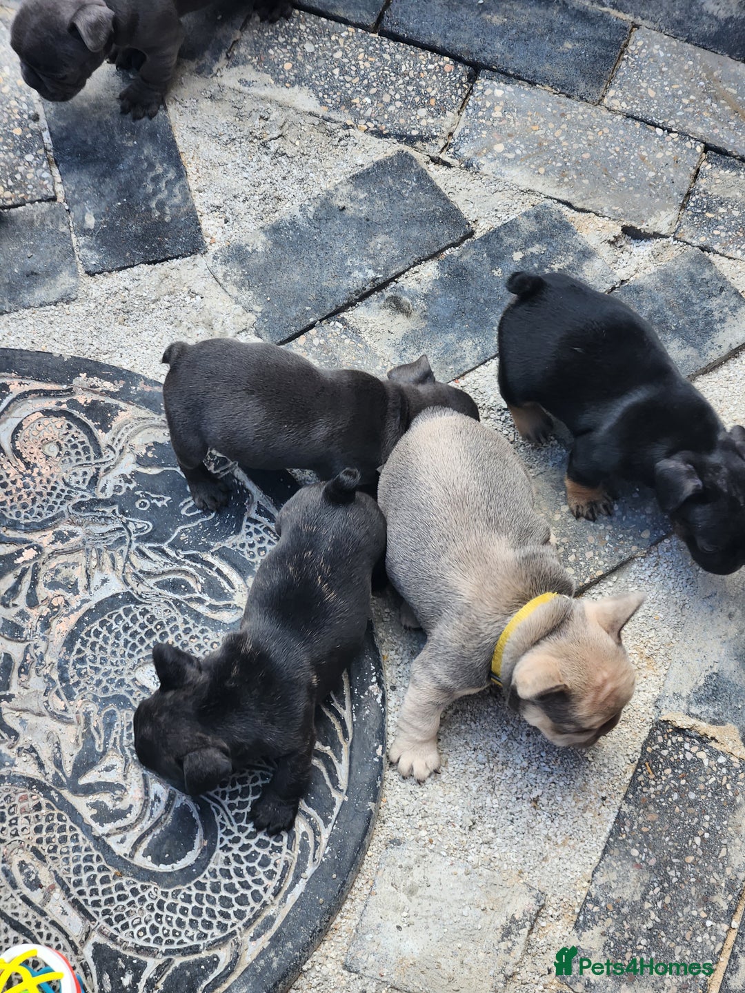 French Bulldog dogs for sale: French bulldog pups  - Image 11