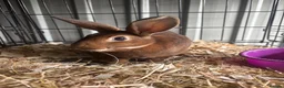 Rex rabbits for sale: Mini Rex buck  - Advert 1