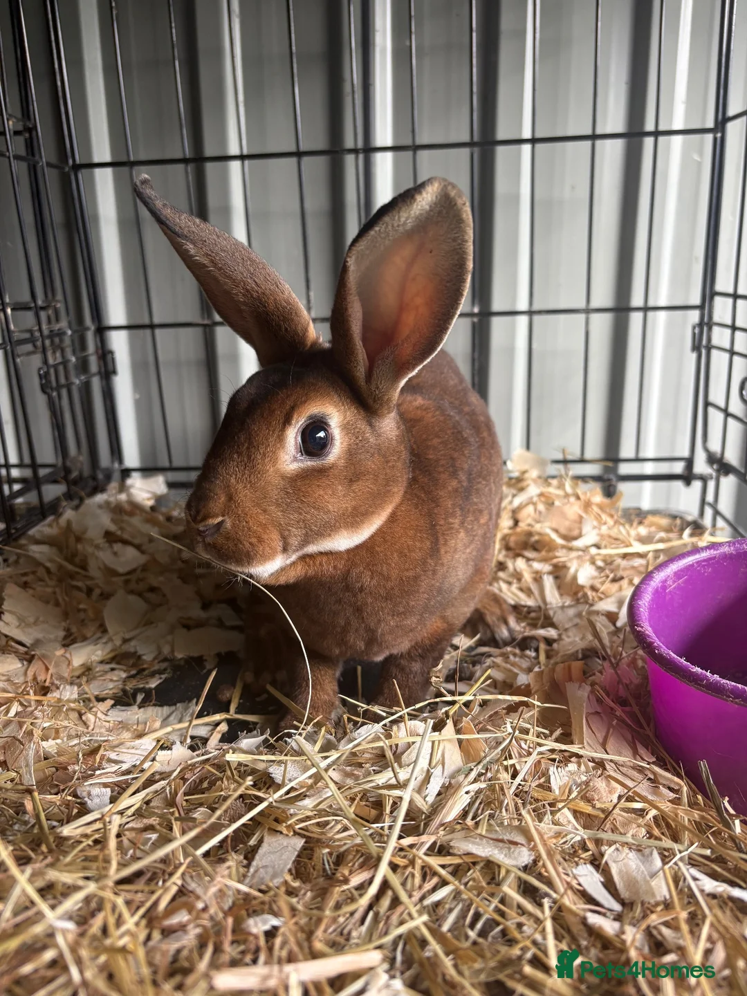 Rex rabbits for sale: Mini Rex buck  - Advert 1
