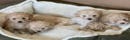 Toy Poodle dogs for sale: 5 gorgeous toy poodles - Advert 3