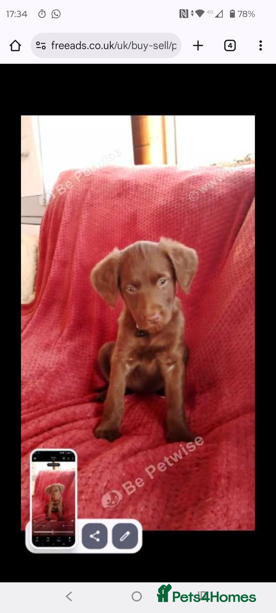 Labradoodle dogs for sale: Labradoodle puppies - Advert 6