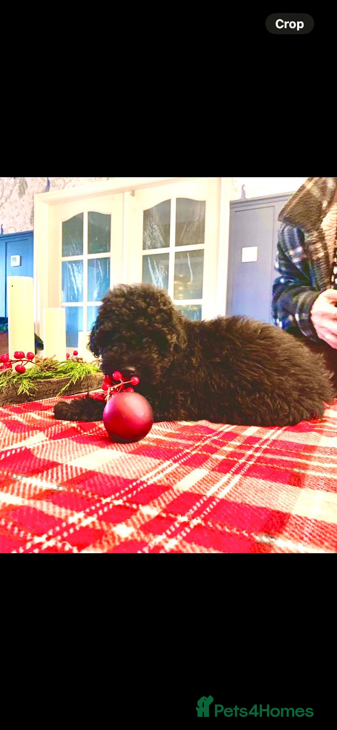 Toy Poodle dogs for sale: Quality pups from health tested parent's  - Advert 4