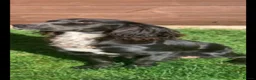 Cocker Spaniel dogs for sale: 2 working cocker spaniels  - Advert 12