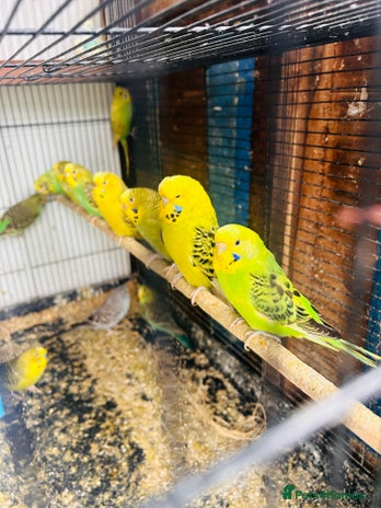 Budgerigars birds in Luton - Advert 4