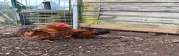 Chickens poultry for sale: Bantam cockerel  - Advert 3