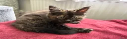 Mixed Breed cats for sale: Four Adorable Kittens Looking for Forever Homes - Advert 6