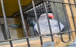 Mixed Breed birds for sale: Indian ringneck  - Image 4