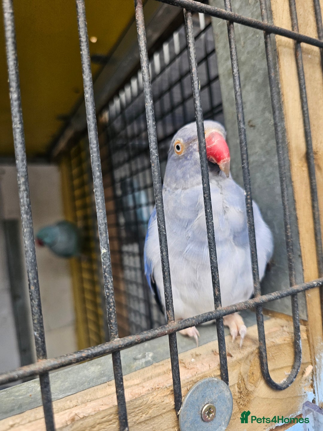 Mixed Breed birds for sale: Indian ringneck  - Image 4
