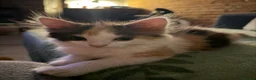 Mixed Breed cats for sale: 🐾 2 Kittens for Sale – Male & Female, Ready Now - Advert 4