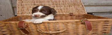 English Springer Spaniel 4