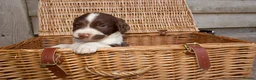 English Springer Spaniel dogs for sale: Springer Spaniels  - Advert 6