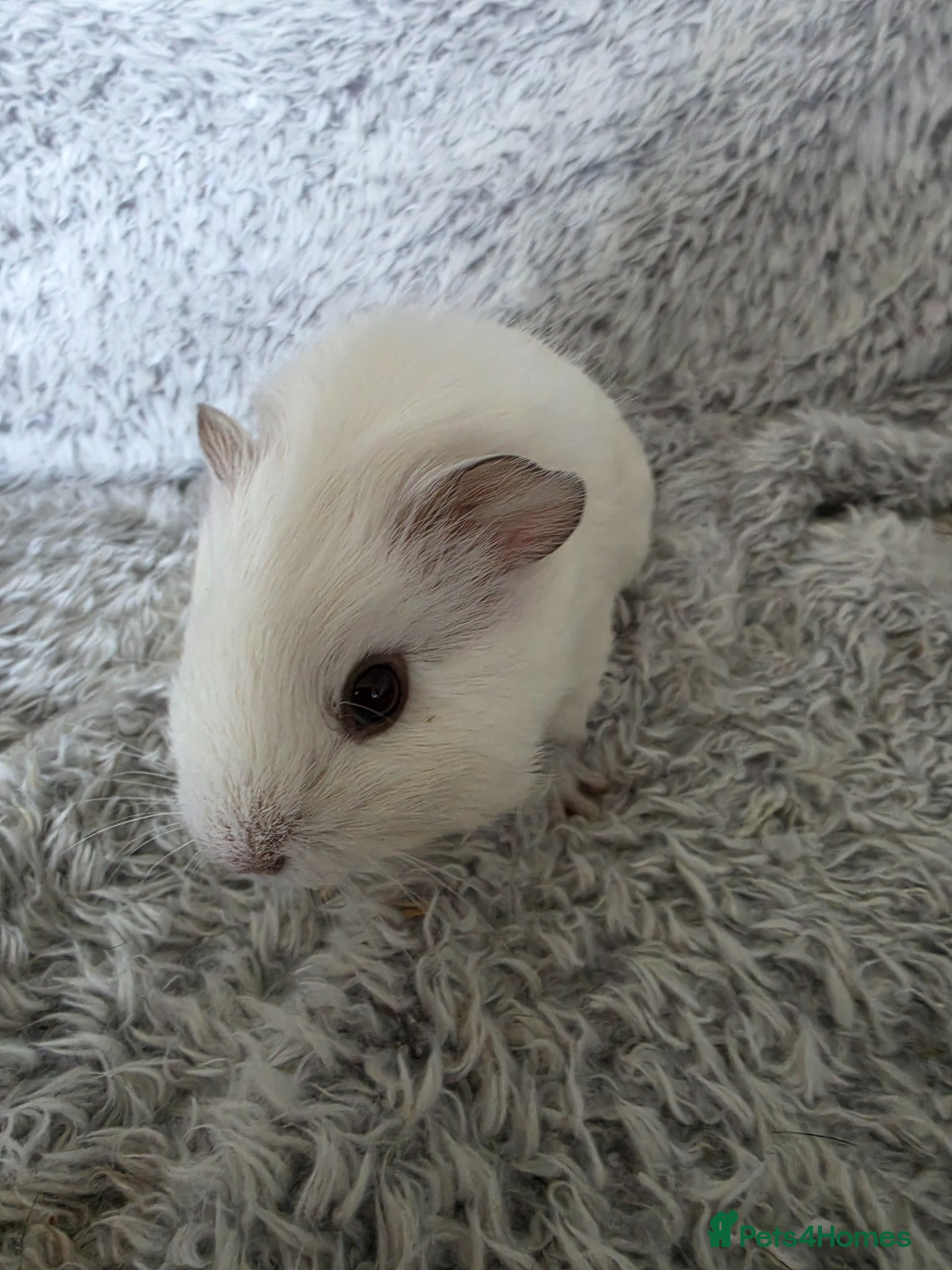 Guinea Pig rodents for sale: Boysx - Advert 12