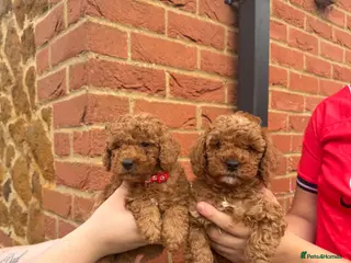 Cavapoo dogs F1bb Toy Cavapoo Puppies Only 2 gorgeous Girl - Advert 1