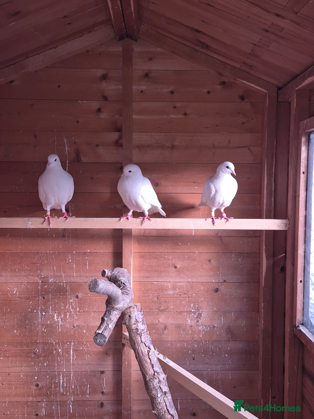 Pigeons birds for sale: 3 Stunning White Pigeons For Sale - Advert 1