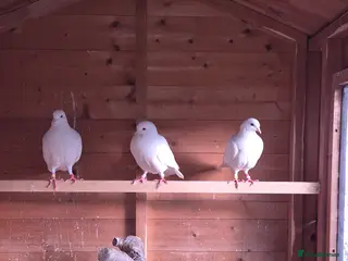 Pigeons birds 3 Stunning White Pigeons For Sale - Advert 1
