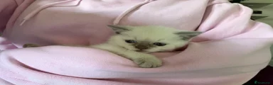 🤍