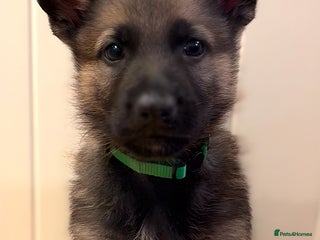 German Shepherd dogs - Advert 4