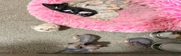 Sphynx cats for sale: Stunning litter of Sphynx kittens (hairless & fur) - Advert 10