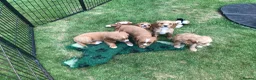 Mixed Breed dogs for sale: DAKOTA RETRIEVER CROSS COCKERLIER PUPPIES - Advert 10