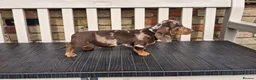 Miniature Dachshund dogs for sale: Miniature dachshunds - Advert 8