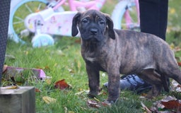 Presa Canario dogs for sale: Presa canario puppies (recognised breeder) - Image 11