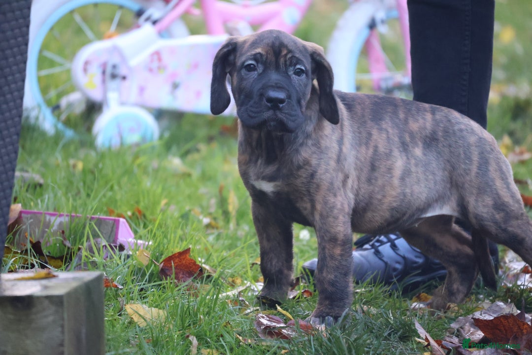 Presa Canario dogs for sale: Presa canario puppies (recognised breeder) - Image 11