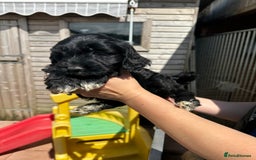Sproodle dogs for sale: F1 Sproodles for Sale - Image 25