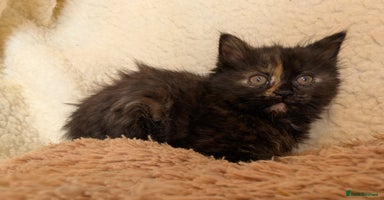 Maine Coon cats - Advert 1