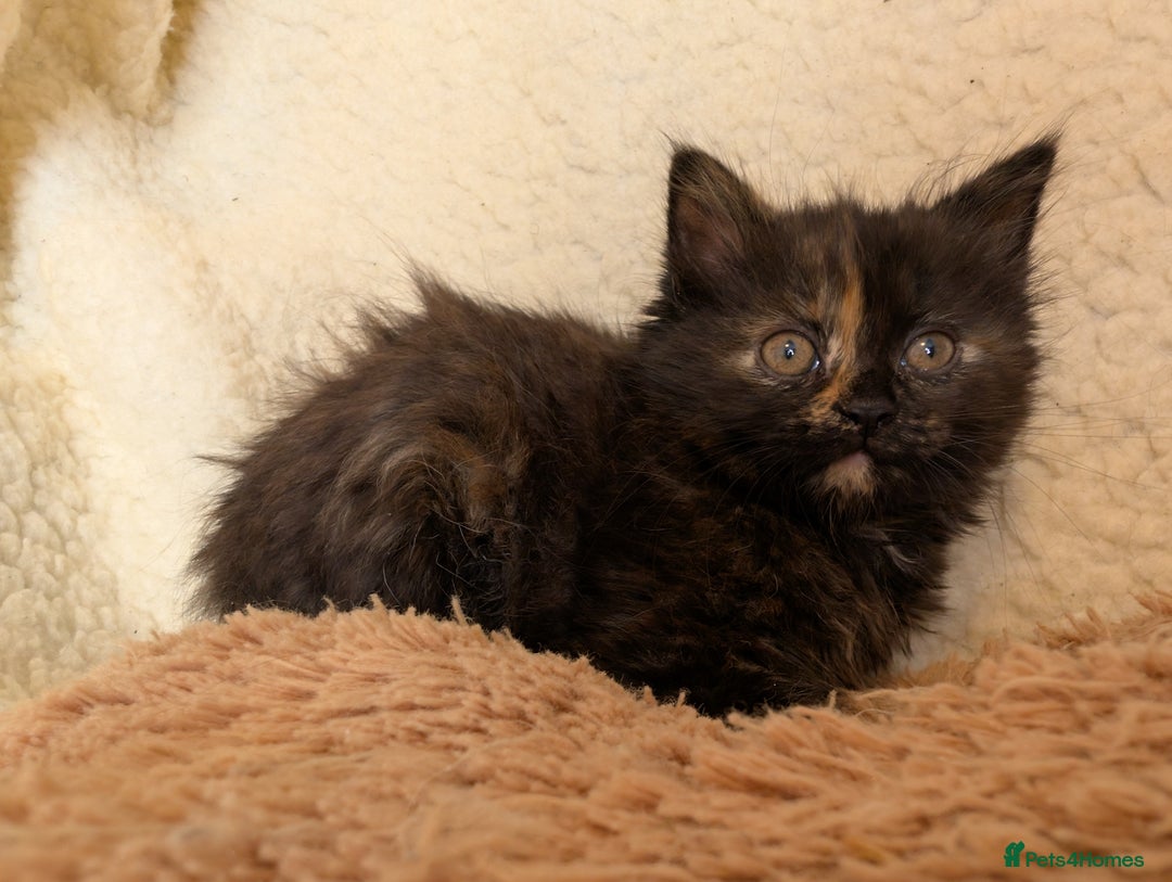 Maine Coon cats for sale: Maine-coon Mix for sale 😼 - Image 2