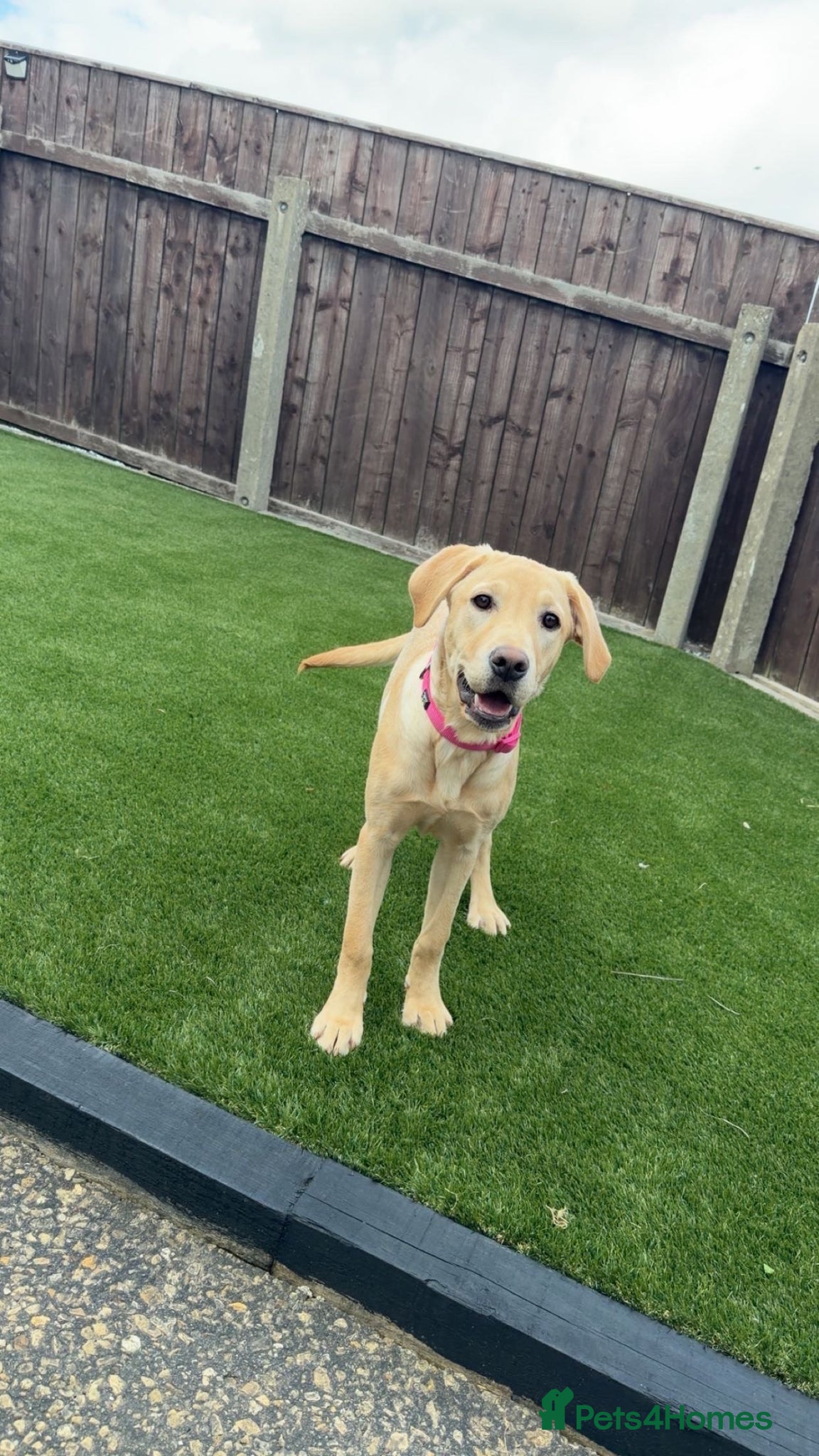 Labrador Retriever dogs 6 month old lab for sale  - Advert 1