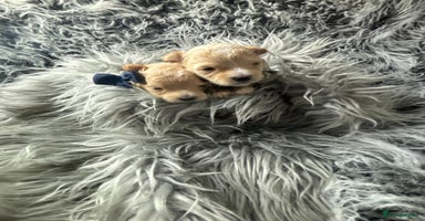 Maltipoo dogs - Advert 2