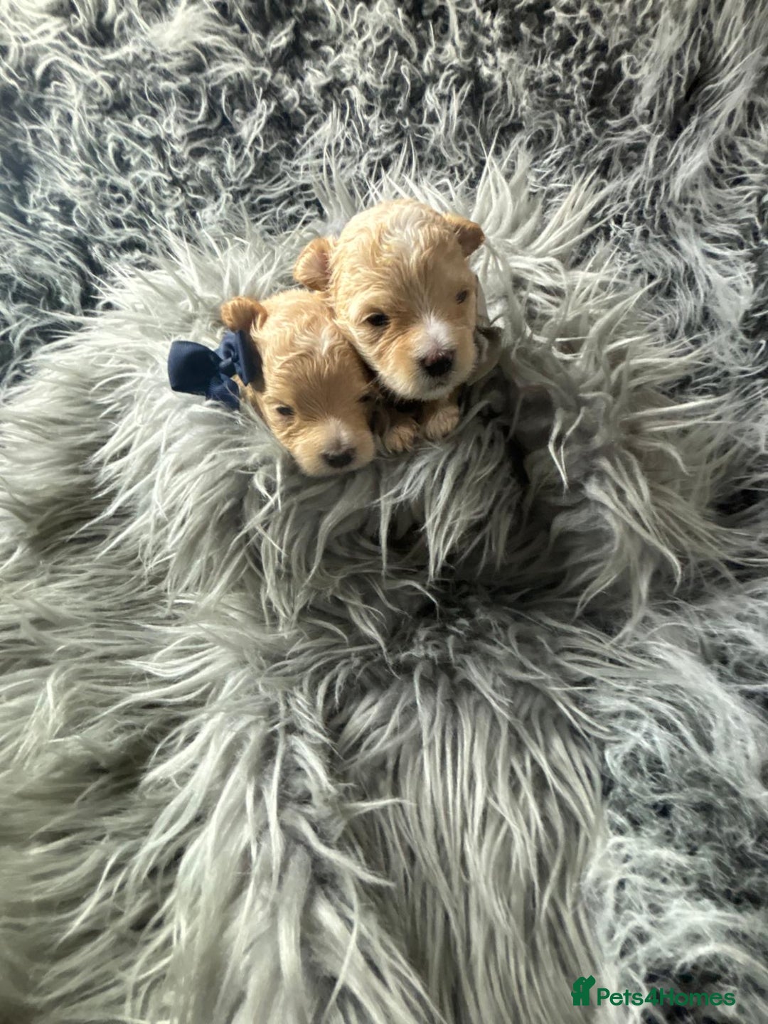 Maltipoo dogs for sale: TINY TOY F1 HEALTH TESTED MALTIPOO PUPS - Image 3