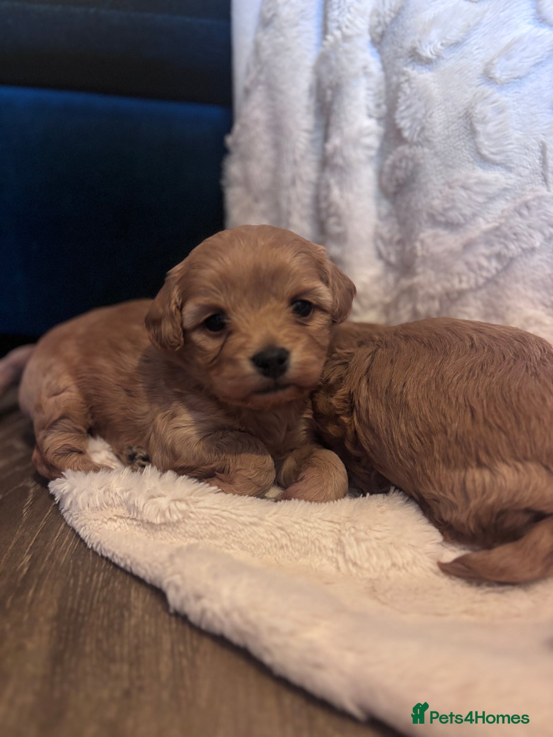 Cavachon dogs for sale: Toy Cavapoochons  - Advert 18