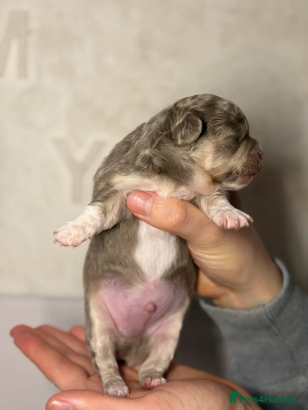 Chihuahua dogs for sale: 😍 Beautiful KC Chihuahua Puppies 😍 - Advert 16