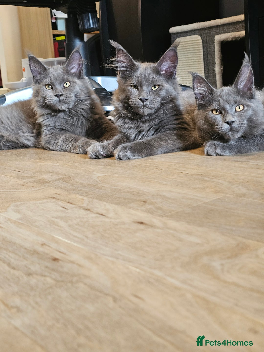 Maine Coon cats for sale: 🔥*Stunning Litter of 8💎Solid Blue Maine Coon*🔥  - Image 22