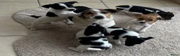 Jack Russell dogs for sale: 5 beautiful puppies 2 girls 3 boys  in Abingdon - Advert 8