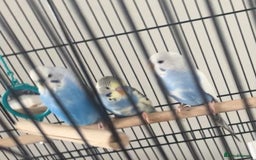 Budgerigars birds for sale: Three budgies to rehome! - Image 1