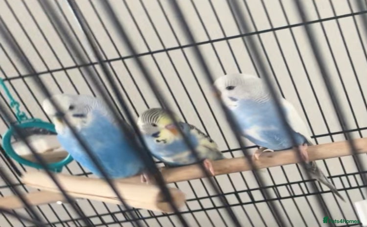Budgerigars birds - Advert 1
