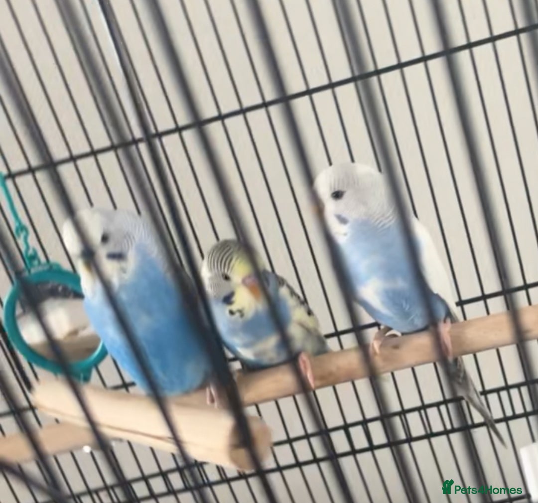 Budgerigars birds for sale: Three budgies to rehome! - Image 1